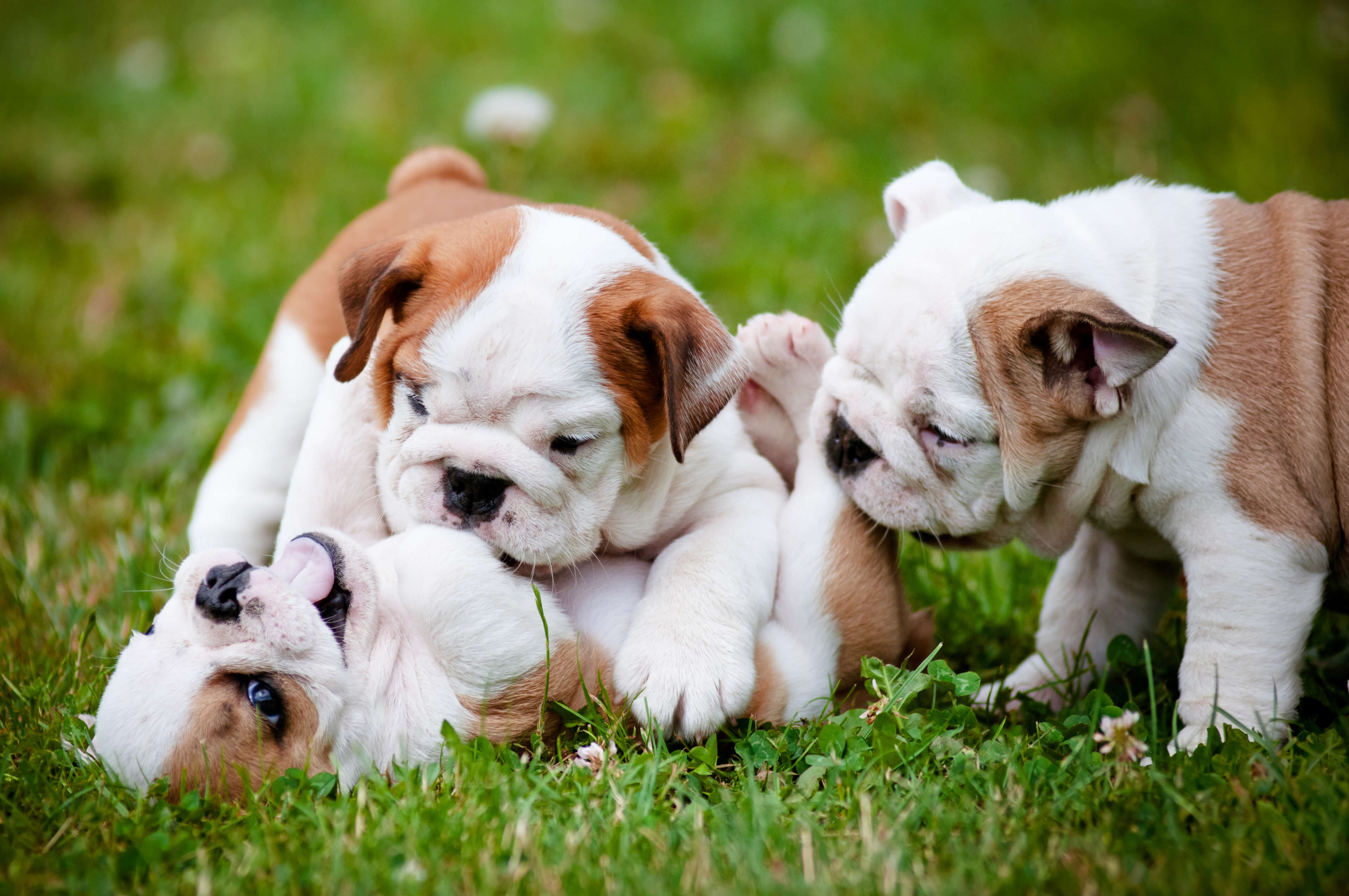 3 Hundewelpen auf der Wiese