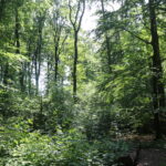 Wälder in Schleswig-Holstein